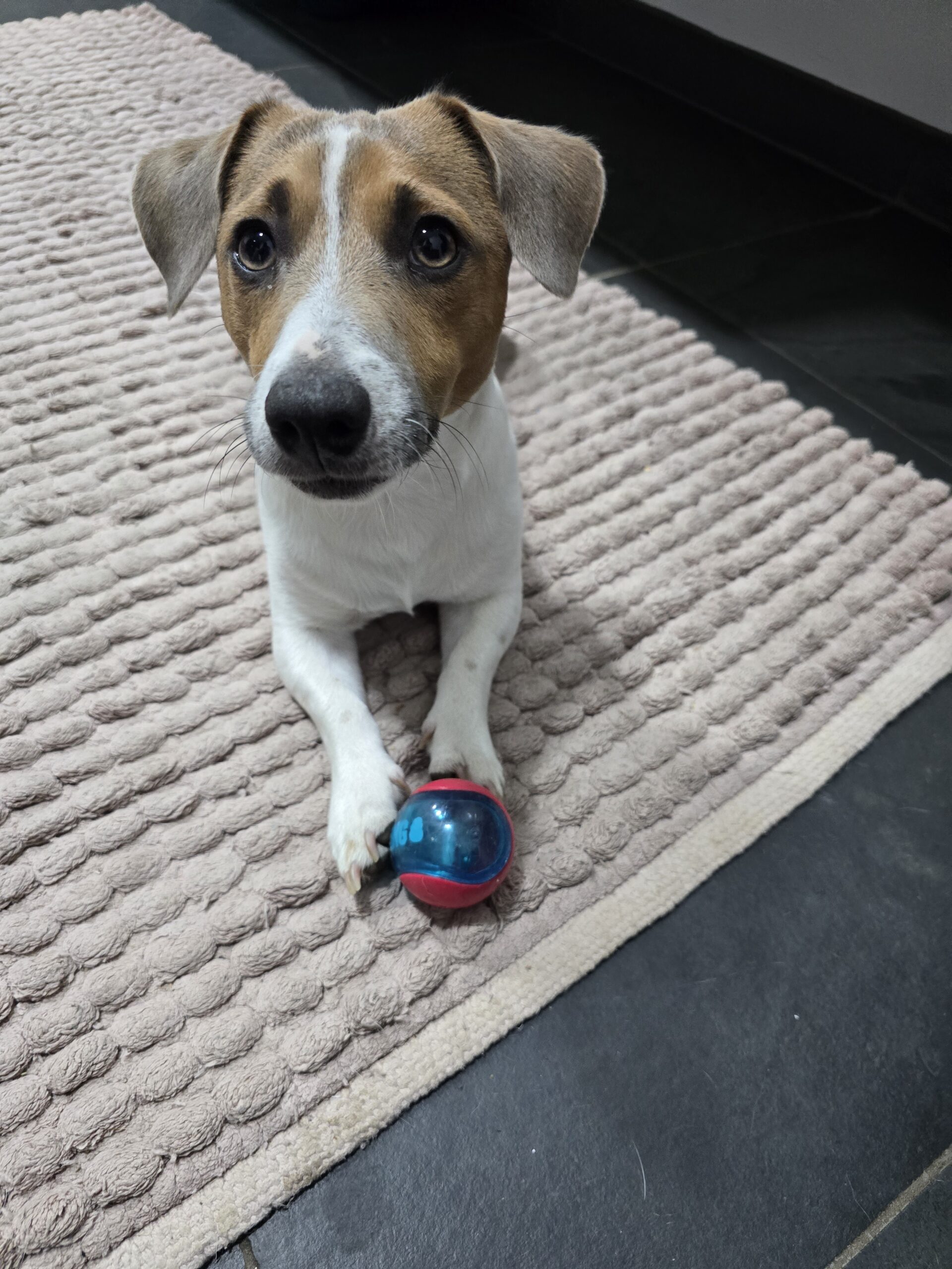 Therapy dog Kai with his ball