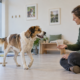 Hond tijdens een rustige gedragsbeoordeling voor therapiedierwerk